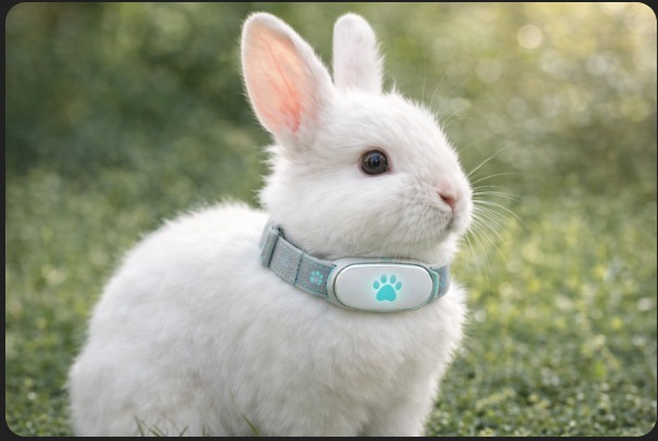 Dog outdoor activity