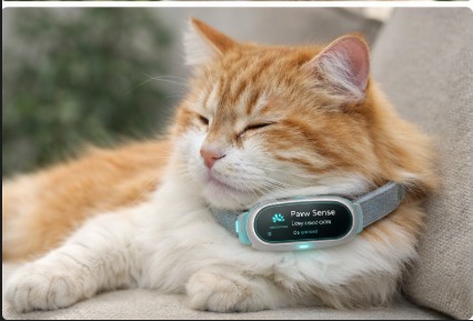 Smart collar close-up